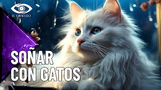 ¿Qué Significa Soñar con Gatos Descubre el Significado de Tus Sueños Felinos ⭐ El Oráculo [upl. by Eelnyl15]