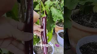 Aubergine 🍆 homegrown talong aubergine containergardening [upl. by Nivonod]