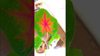 Jo tumna ।। Colourful leaves।। Foryou [upl. by Kcirredal499]