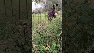 Just a quick nip up the stables to see the gang our beautiful Lucy  Donkeys Sheep horses [upl. by Calvina]