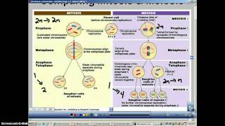 Chapter 11 Podcast 5 Comparing Mitosis amp Meiosis [upl. by Araminta]