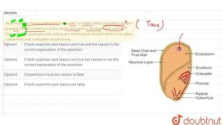 Assertion  In monocotyledonousm seed a single sheild shaped cotyldon present called scutellum [upl. by Heaps378]