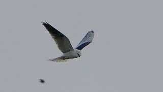 Whitetailed Kite Hovering [upl. by Aileme917]