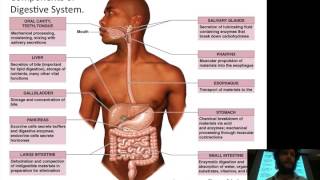 Lecture 10 012216 Gastrointestinal Physiology [upl. by Nybbor60]