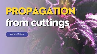 How to Grow Purple Passion Plant FROM CUTTINGS  UPDATE [upl. by Cutter]