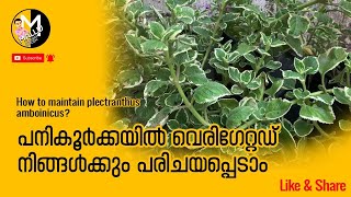 How to maintain plectranthus amboinicus [upl. by Anoirb]