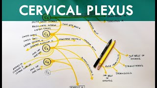 Cervical Plexus  Anatomy Tutorial [upl. by Enamrahc]