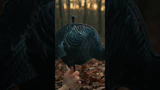 Higdon just launched a GAME CHANGER for Turkey Hunting hunting turkey [upl. by Blondelle]