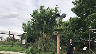 Marabou stork flying at Eagle Heights in the UK ハゲコウ飛ぶ イギリス [upl. by Muhcon758]