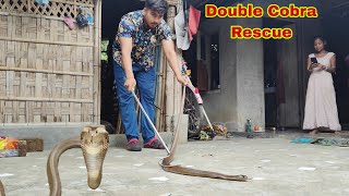 Huge Monocled Cobra Rescued 😨 snakerescue snakesaverrahul [upl. by Dollar]