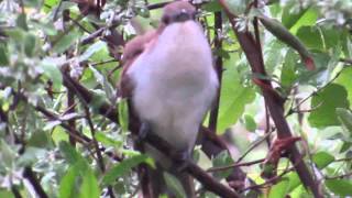 Blackbilled Cuckoo Cooing [upl. by Nolahc16]