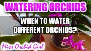 When to water Orchids Part 2  Different Orchids different needs [upl. by Ahusoj850]