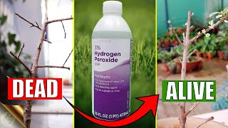 HOW TO CORRECTLY USE HYDROGEN PEROXIDE IN YOUR GARDEN [upl. by Deery]