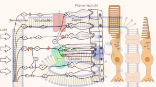 Phototransduktion  Wie sehen wir [upl. by Sulrac]
