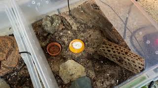 Pachydactylus Rugosus Enclosure amp Care [upl. by Idonah513]