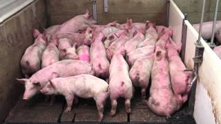 Smart Pig Handling  Part 1 of 2  Basic Pig Behaviour [upl. by Repip]