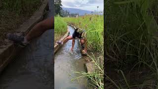 Village life in Ziro1  Paddy Field Irrigation of Apatani Tribe ziro apatani arunachal [upl. by Glimp]