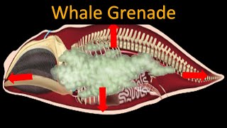 Why do dead whales EXPLODE SENSITIVE CONTENT [upl. by Thorr]