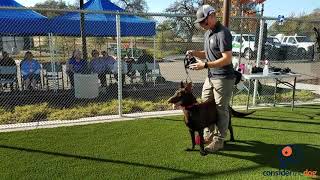 Muzzling Demonstration from Dogs Playing for Life [upl. by Wieren]