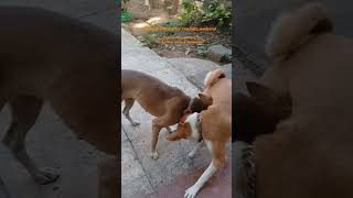 Relax time of our pet dogs helpstraydogs housepets funnyshorts dogshorts [upl. by Bourne]