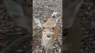 Deers that bow down to you  🦌😨 shortsvideo narajapan shortsviral travel explorepage travel [upl. by Macguiness]