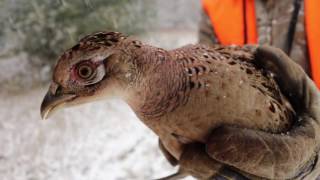 Northern Michigan Pheasant Release [upl. by Annaiuq]