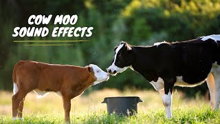 Cow Sound Effect Animal Sound Effects Cows Mooing Moo Moo Cow Cow Mooing Sound Effect Cow Moo [upl. by Alton]