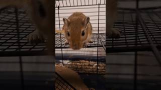 Just my gerbils being cute ❤️ gerbil cute gerbils [upl. by Lora75]