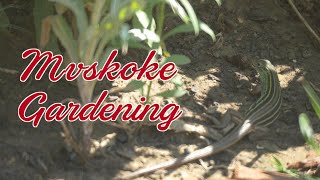 Mvskoke Gardening Episode 5 [upl. by Aneeuq]