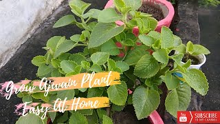 How to grow ajwain plant easy at home  How to grow ajwain plant from cutting [upl. by Jarrod]