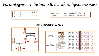 Haplotypes or alleles of linked polymorphisms amp Inheritance Tutorial [upl. by Releehw]