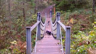 Hängebrücke im Harz [upl. by Homans556]