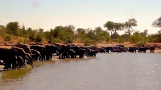 A HUGE Elephant Herd at Simbavati Waterside 🐘 [upl. by Deragon]