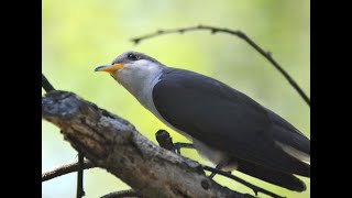 Yellow billed cuckoo [upl. by Abisia95]