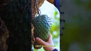 🥝 Tropical Delight Cutting Ripe Soursop Fruit Right Off the Tree graviola soursop fruit shorts [upl. by Brad]