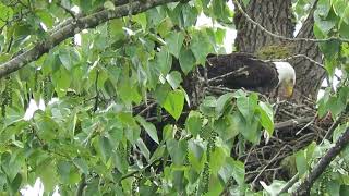 050624 Maplewood Eaglets first glimpse Renton Wa 8518160 [upl. by Helenka680]