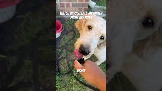 Better than my filtered water in my water bowl flavoredwater tastywater goldendoodle dogshorts [upl. by Alled]