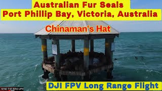 Flying a drone to a Seal Colony  Chinamans Hat Port Phillip Bay Victoria Australia [upl. by Dotson100]