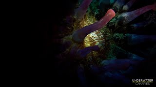 Sea anemone lighting experiment  Underwater Canaries [upl. by Anirdna]