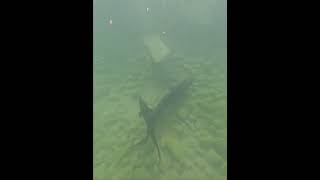 Swimming With The Fishies fish sturgeon bass [upl. by Svensen]