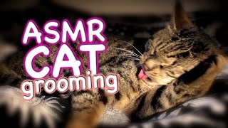 ASMR Cat  Grooming 14 [upl. by Rhoda]