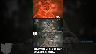 ☎️JOVEN M3RI0 TRAS EN ATAQUE DEL PUMA viral usa atención fypシ [upl. by Ellehsal]