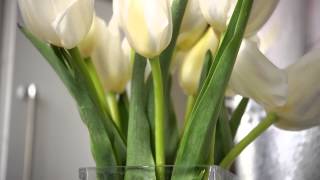 How to Work with Cut Tulips [upl. by Doehne]