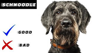 Schnoodle Pros And Cons  Everything you need to know [upl. by Porter]