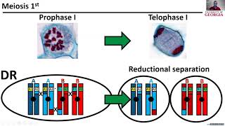 Estimation of Double Reduction in Segmental Allotetraploid Peanut Lamon [upl. by Grizel54]