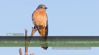 Fantailed Cuckoo Call amp Sounds [upl. by Aruam]