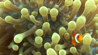 Anemonefish [upl. by Nitsirc]