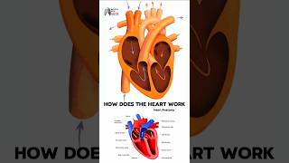 How does the heart work medical animation 3d short [upl. by Belding]