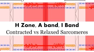 Contracted vs Relaxed Sarcomere H zone A Band I Band [upl. by Alamac]