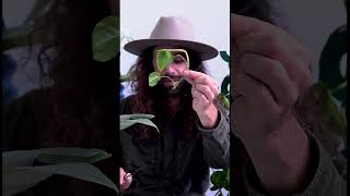 The ultimate pothos plant tip houseplant pothosplant planttips [upl. by Davey539]